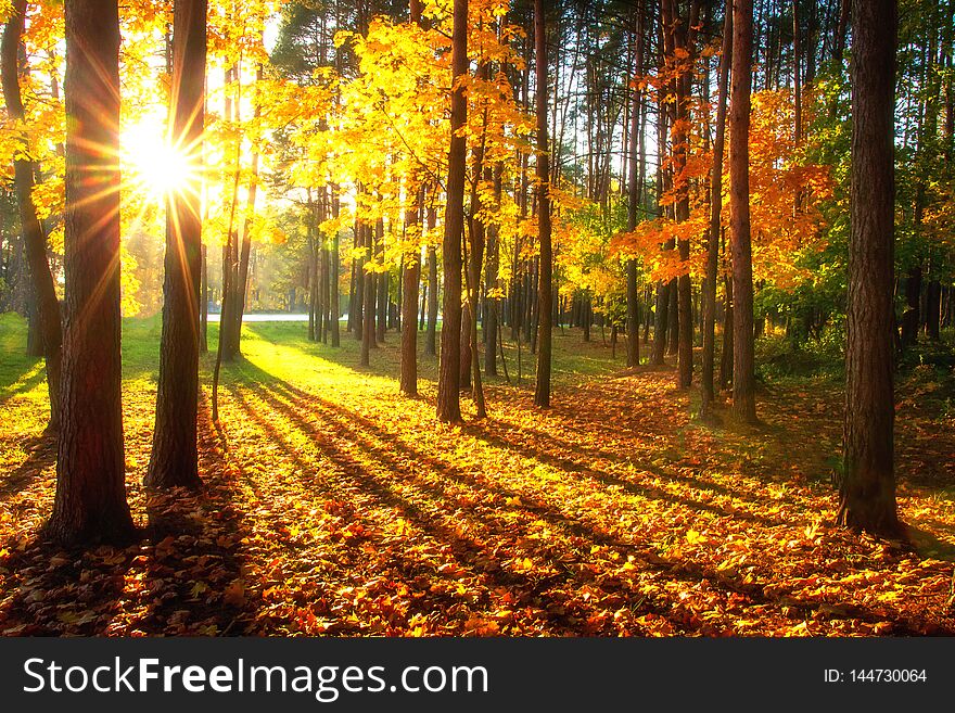 Autumn forest. Colorful trees illuminated by bright sun. Sunlight in yellow forest. Scenic park in sunshine. Fall nature landscape