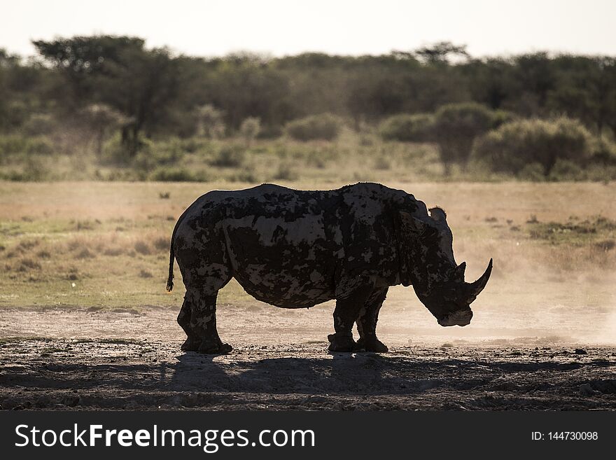 The Silhouette of a Rhino in backlight