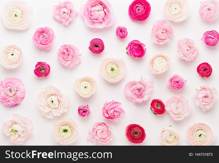 Beautiful colored ranunculus flowers on a white background. Spring greeting card