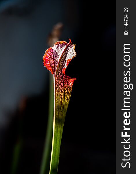 Close-up of a Sarracenia leucophylla flower in a foreground with dark background.
