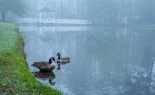Free Two Canada Geese On A Pond Stock Image - 144755711