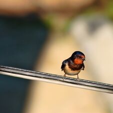 Free Alone Bird Perching On Power Cable Lines Stock Photography - 144758122