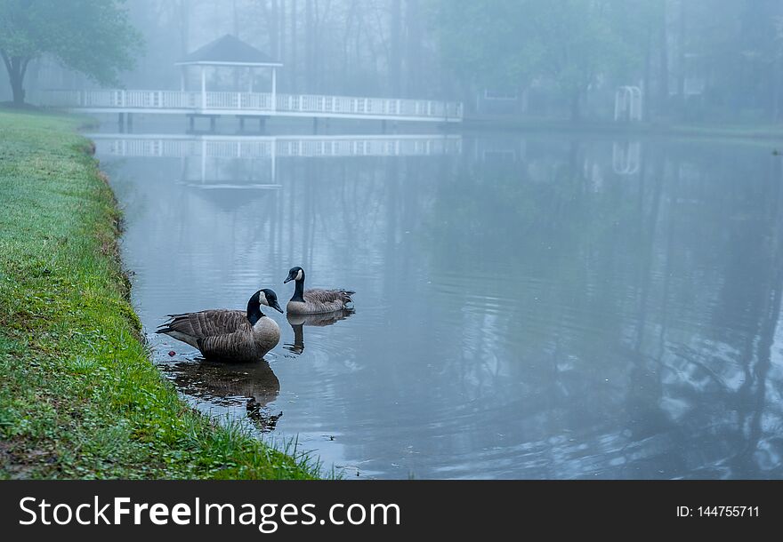 Two Canada Geese on a pond with trees reflected on the water