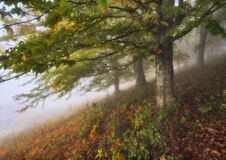 Foggy Forest. Autumn Sunrise In The Fairy Forest Royalty Free Stock Photos