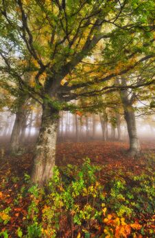Foggy Forest. Autumn Sunrise In The Fairy Forest Royalty Free Stock Images