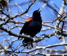 Free A Singing Red-winged Blackbird 1 Royalty Free Stock Photo - 144769065
