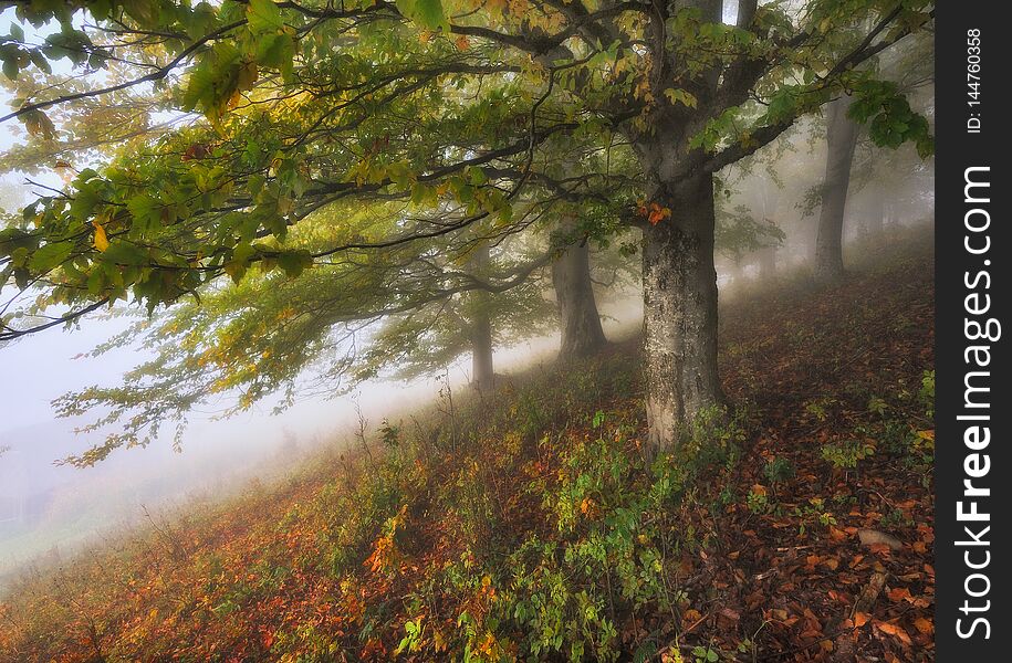 Foggy forest. Autumn sunrise in the fairy forest. scenic dawn