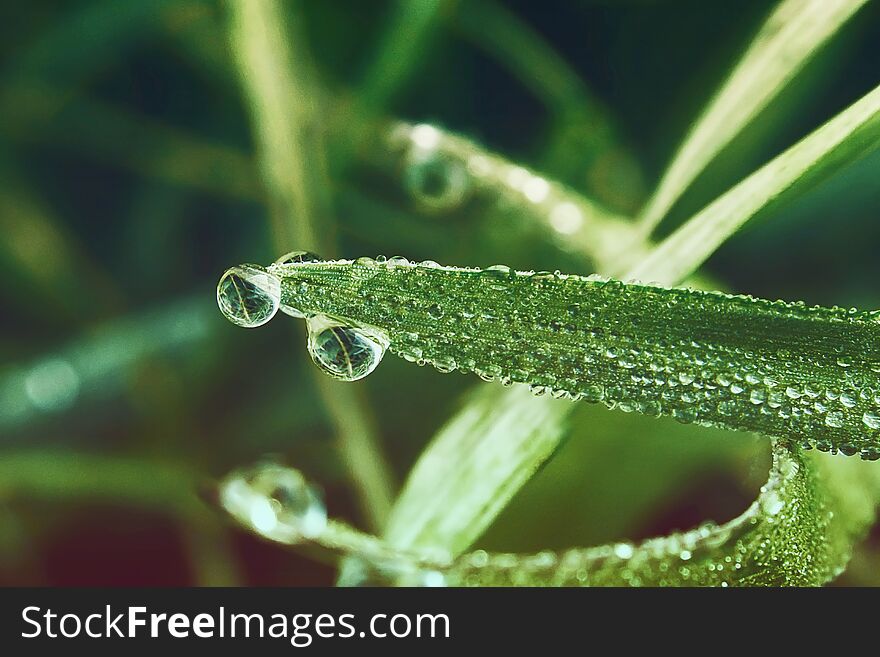 The grass is in the morning dew. Background photo of nature