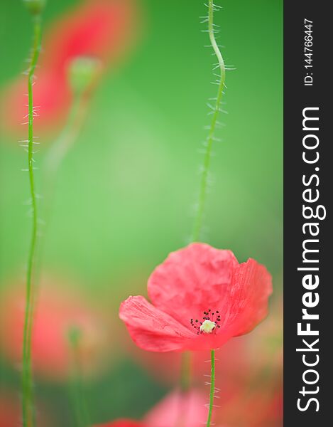 Red Corn poppies Papaver rhoeas in the field. Selective focus and very shallow depth of field. Red Corn poppies Papaver rhoeas in the field. Selective focus and very shallow depth of field