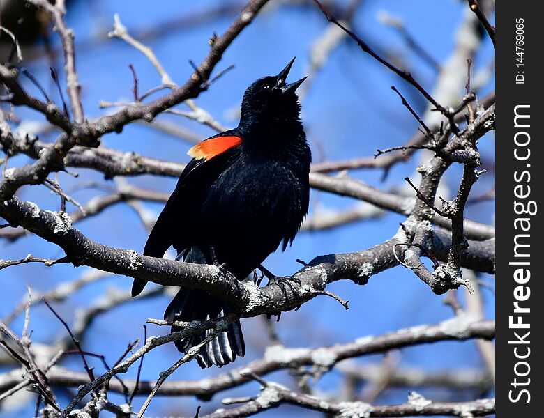 This is an early Spring picture of singing Red-winged Blackbird perched on a branch in the Montrose Point Bird Sanctuary located in Chicago, Illinois in Cook County.  This picture was taken on April 13, 2019. This is an early Spring picture of singing Red-winged Blackbird perched on a branch in the Montrose Point Bird Sanctuary located in Chicago, Illinois in Cook County.  This picture was taken on April 13, 2019.