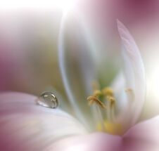 Beautiful Nature Background.Abstract Artistic Wallpaper.Art Macro Photography.Spring Flowers.Water Drop.Plant,pure.Colorful,soft Royalty Free Stock Photo Beautiful Nature Background.Abstract Artistic Wallpaper.Art Macro Photography.Spring Flowers.Water Drop.Plant,pure.Colorful,soft Royalty Free Stock Photo