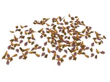 Oak Tree Leaves Stock Image Oak Tree Leaves Stock Image