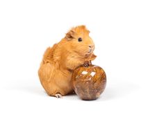 Guinea Pig And Apple Royalty Free Stock Photography