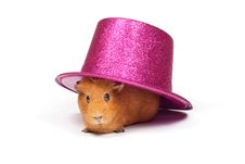 Guinea Pig Sitting Under Hat Royalty Free Stock Photos