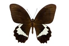 Papilio Gambrisius Stock Photos Papilio Gambrisius Stock Photos