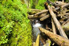 Log Pileup In Oneonta Gorge Royalty Free Stock Images Log Pileup In Oneonta Gorge Royalty Free Stock Images