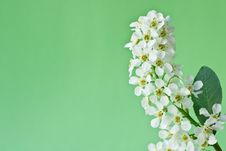White Flower A Bird Cherry Royalty Free Stock Image White Flower A Bird Cherry Royalty Free Stock Image