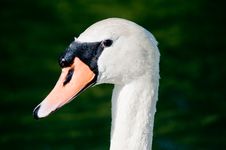 Swan Stock Photo Swan Stock Photo