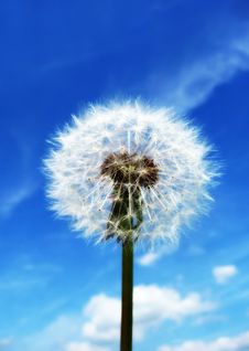 Dandelion Clock Stock Photos Dandelion Clock Stock Photos