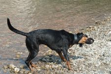 A Black Dog Shaking The Water Off Royalty Free Stock Photos A Black Dog Shaking The Water Off Royalty Free Stock Photos