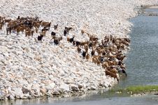 Flock Of Goats Royalty Free Stock Photography Flock Of Goats Royalty Free Stock Photography
