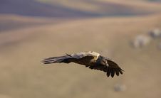 Lammergeyer Or Bearded Vulture Stock Image
