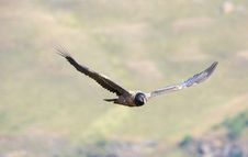 Lammergeyer Or Bearded Vulture Stock Photography