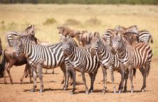 Herd Of Zebras (African Equids) Royalty Free Stock Photos