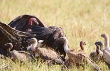 The Cape Griffon Or Cape Vultures Stock Image