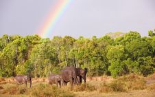 Large Herd Of Bush Elephants (Loxodonta Africana) Stock Photo Large Herd Of Bush Elephants (Loxodonta Africana) Stock Photo