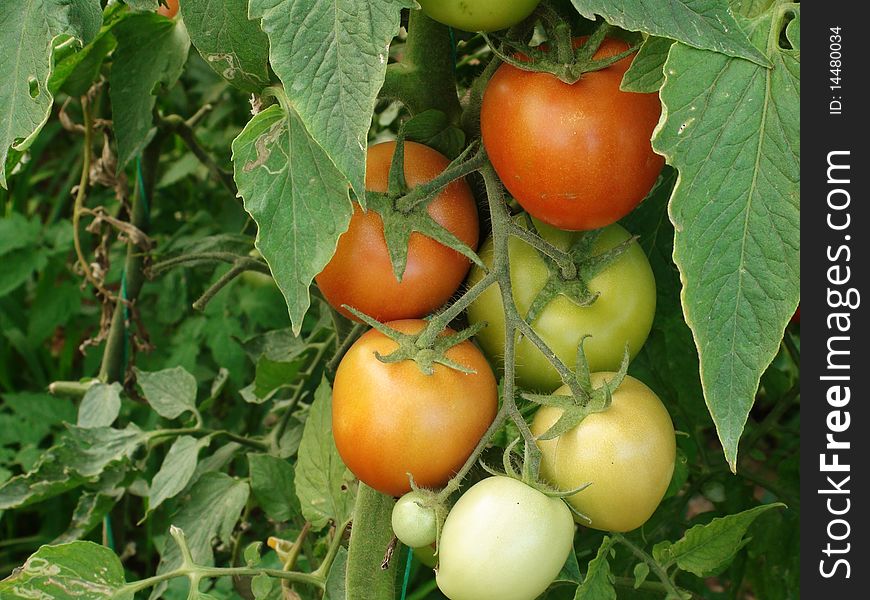 A bunch of green and red tomatoes. A bunch of green and red tomatoes