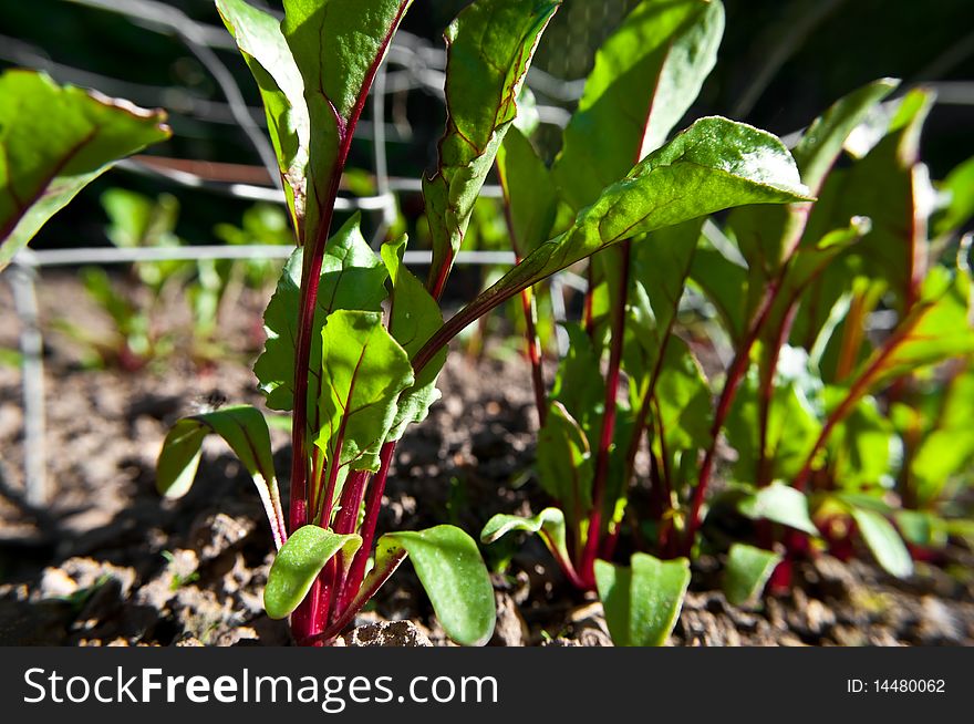 Close and low level angle capturing a line of young organic Beetroot plants in the ground. Close and low level angle capturing a line of young organic Beetroot plants in the ground.