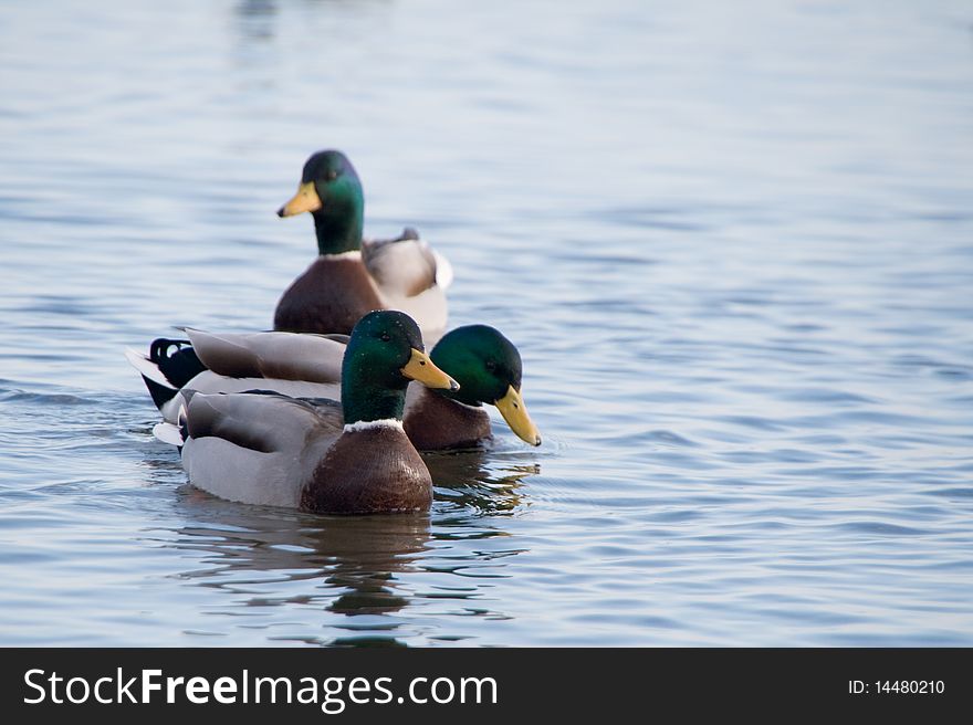 Three ducks swimming in water.