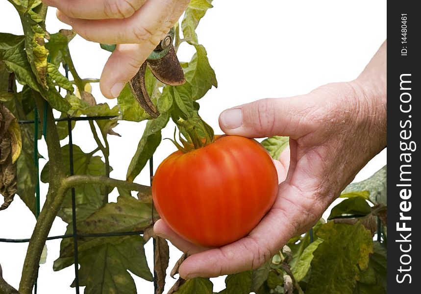 Picking Fresh Tomato