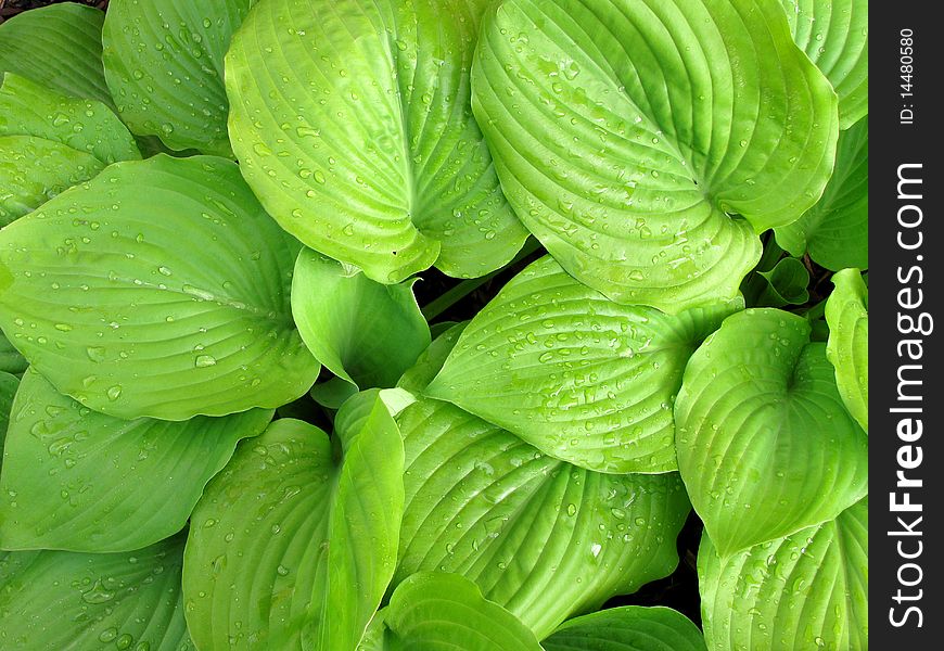 The photo spring green leaves plant hosta. The photo spring green leaves plant hosta