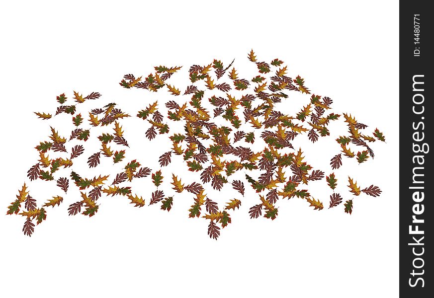 Illustration of some oak tree leaves, isolated against white background