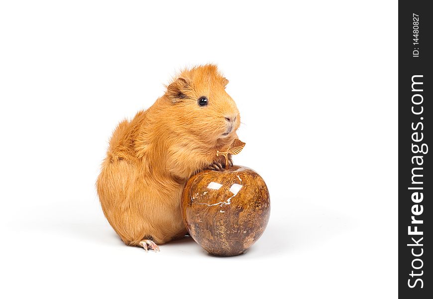 Guinea pig and marble apple. Guinea pig and marble apple