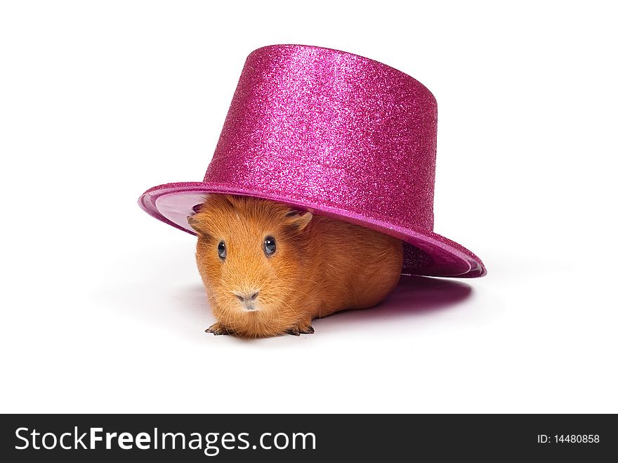 Guinea pig sitting under pink hat. Guinea pig sitting under pink hat