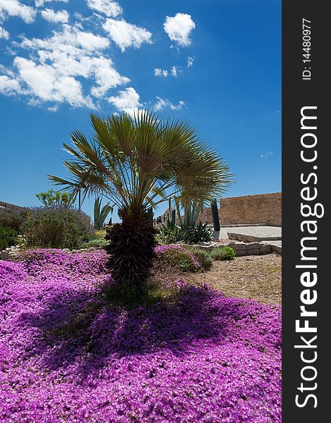 Palm tree surrounded by purple flowers in old Ibiza town, Spain