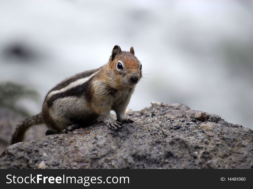 Chipmunk, squirrel on a rock looking at viewer. Chipmunk, squirrel on a rock looking at viewer