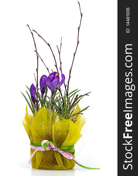 Bouquet of spring crocuses in a decorative box on a white background.