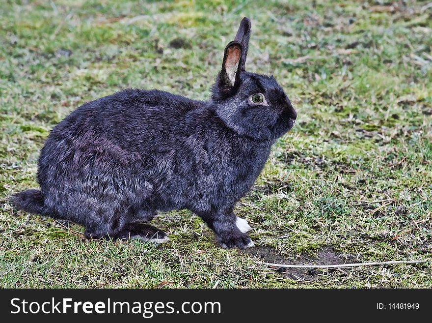 A wild black rabbit rests in a tasty grass area.
