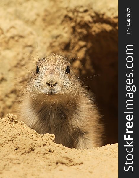 Animals: Baby prairie dog looking at you with in the background its burrow