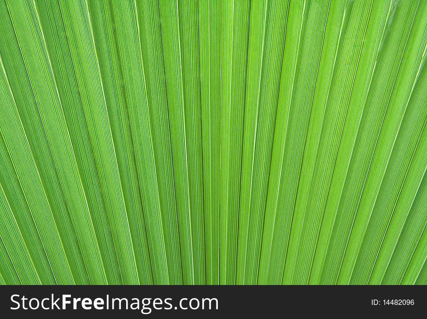 Close-up of a palm leaf texture