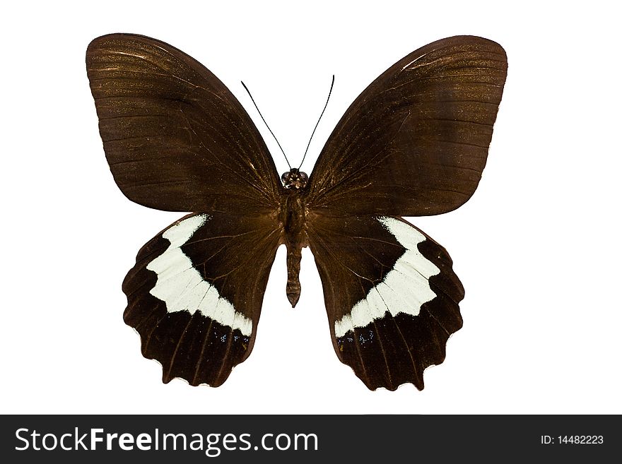 Papilio gambrisius is a butterfly from Australasia / Indomalaya ecozone (Australia).