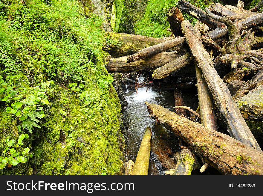 Log Pileup In Oneonta Gorge