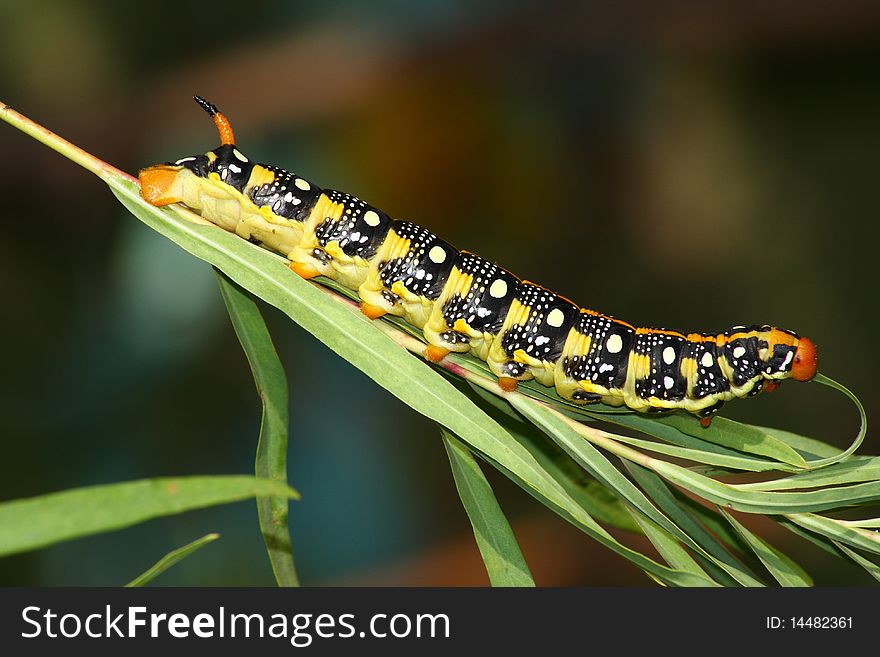 Hawk moth caterpillar (Hyles euphorbiae) perch in the plant