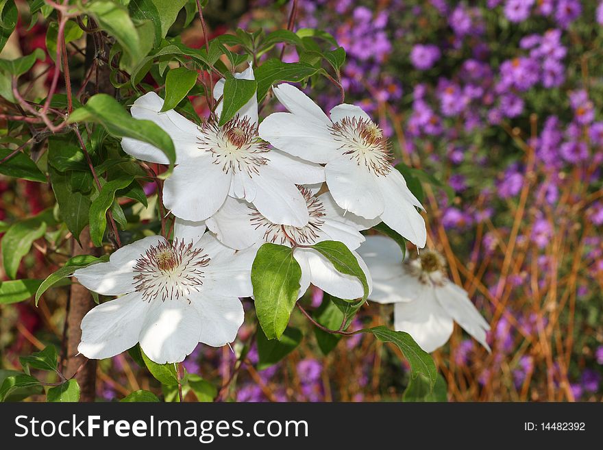 White flowers (clematis) in garden