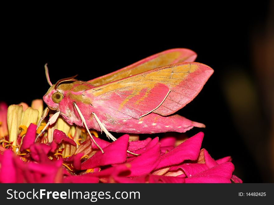 Hawk moth (Deilephila elpenor) rest in the flower