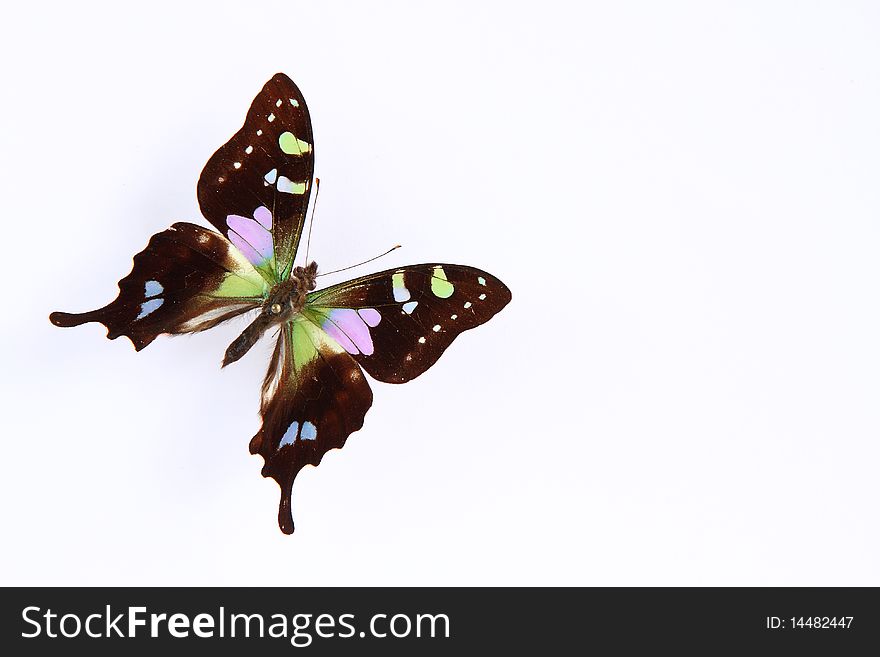 Butterfly (Graphium weiskey) isolated on white background